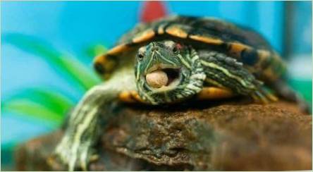 Ako kŕmenie trochu načervenatej korytnačky doma?