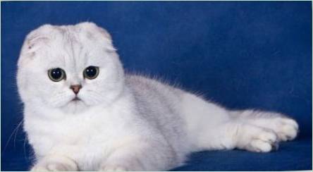 Ako kŕmne Scottish fold mačky?