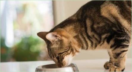 Ako krmivo pre sterilizované mačky sa líšia od obyčajného?