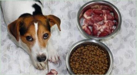 Ako preložiť pes na suché potraviny?