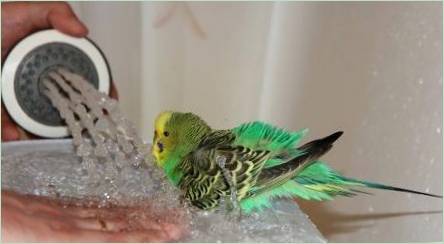 Ako sa kúpať parrot?