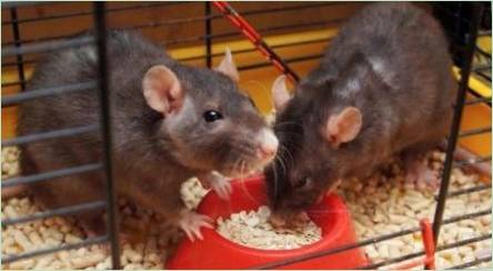 Ako si vybrať jedlo pre dekoratívne potkany?