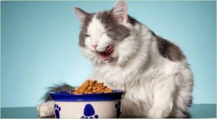 Ako si vybrať Konzervované Cat Food?