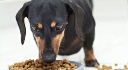 Ako si vybrať krmivo pre psov s citlivým trávením?