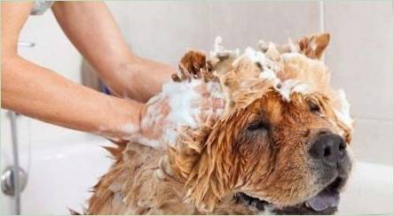 Ako umyť psa?