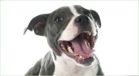 Ako určiť vek psov v jej zuboch?