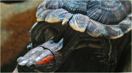 Ako určiť vek reddy korytnačky?