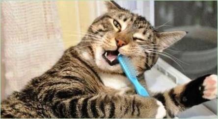 Ako vyčistiť zuby mačky doma?
