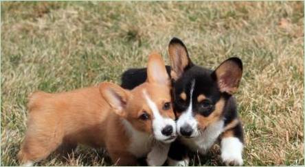 Aký je rozdiel medzi Walesh Corgi-Cardiganom z Welsh Cherg-Pembroke?