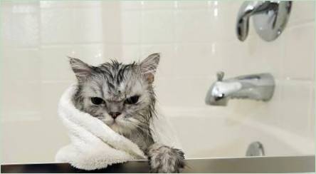 Šampón pre mačky: Ako si vybrať a používať?