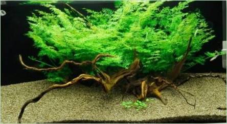 Aquarium Fern: Typy, výber, obsah a chov