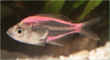 Aquarium Fish Glass Perch: Opis, obsah a Riedenie