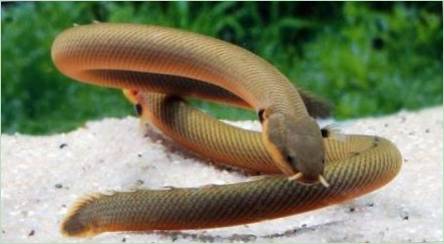 Aquarium Snake Ryby: odrody, výber, starostlivosť, reprodukcia