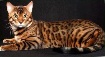 Bengálska mačka: Plemené funkcie a charakter