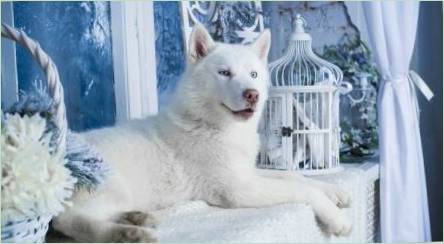 Biela Husky: Vlastnosti Pravidlá sfarbenie a starostlivosť