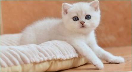 Biele britské mačky: Popis a obsah plemena