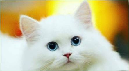 Biele mačky: popis a populárne plemená