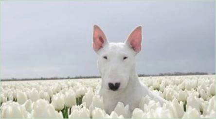 Biely Bull Terrier: Popis a obsahové funkcie