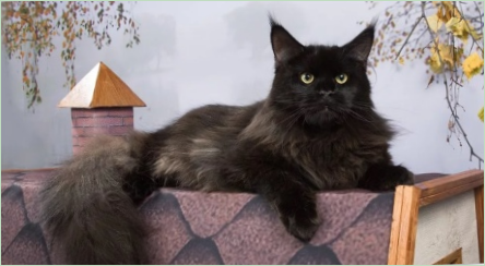 Black Maine Coon: pohľady a rande