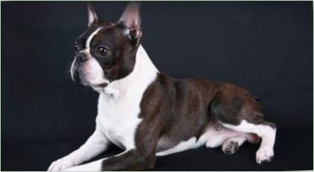 Boston Terrier: Popis plemena, farby, kŕmenie a starostlivosť
