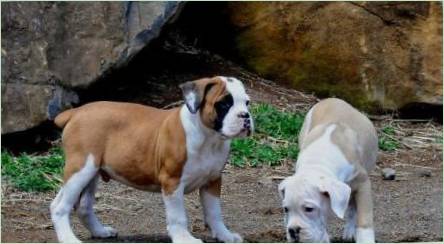 Brazília Bulldog: Všetko, čo potrebujete vedieť o plemene psov