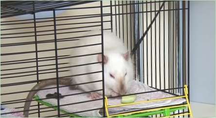 Bunky pre potkany Urobte si to sami: možnosti a pokyny s predchádzajúcimi krokmi