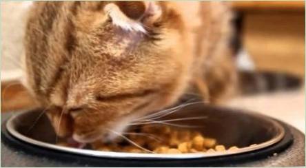 Canadian Cat Food: Funkcie a hodnotenie výrobcov