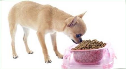 Chihuahua Feed: Rating Výrobcovia a funkcie