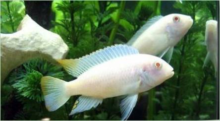 Cichlid Snow Prince : Popis a pravidlá obsahu