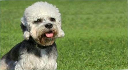 Dandy Dinmont Terrier: Famine funkcie a tipy pre psov