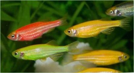 Danio Glofish: Čo sa stane a ako sa o ne starať?