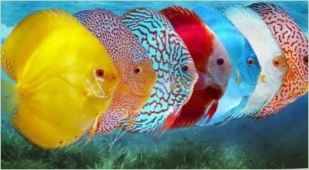 Diskutujte: Opis a typy rýb, obsah v akváriu a starostlivosti