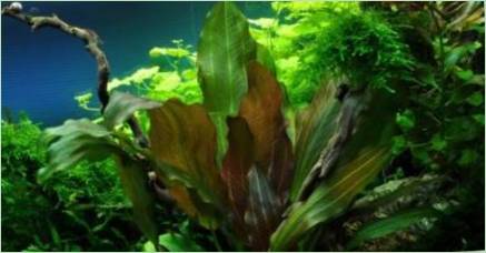 Druhy akvarijných rastlín