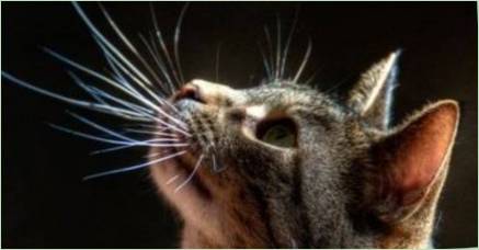 Fúzy na mačke: Čo sa nazývajú, aké funkcie majú, je možné ich znížiť?
