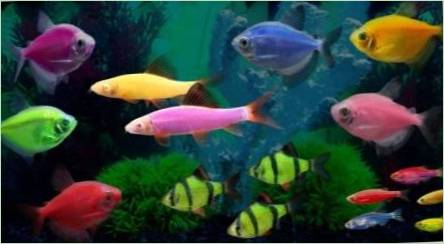 Glofish ryby: žiariace fluorescenčné akvarijné obyvatelia