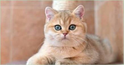Golden British Chinchilla: Popis mačiek, Charakteristika a starostlivosti