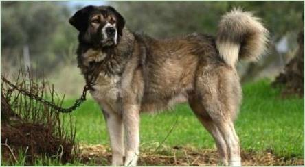 Gréckych pastierov: Popis plemena a podmienky obsahu psa