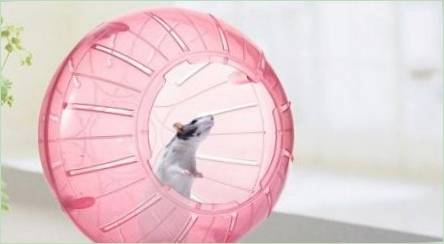 Hamster Ball: Požiadavky a funkcie výberu