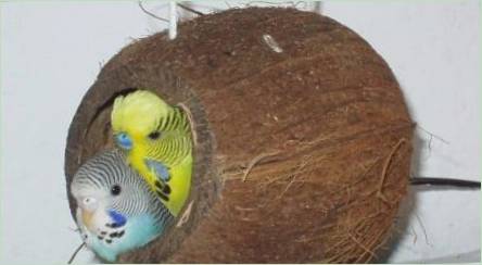 Hniezdo pre vlnité papagáje: funkcie voľby a pravidlá výroby