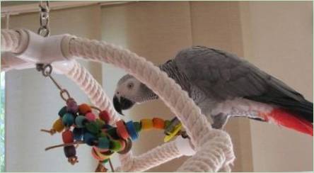 Hračky pre papagáje to urobte sami