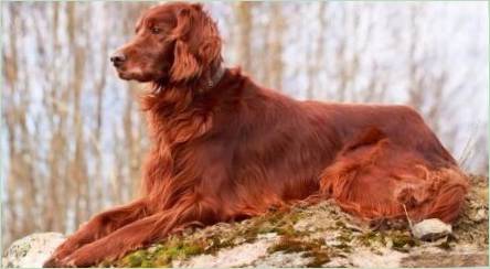 Irish Setter: Charakteristiky plemena, temperamentné a starostlivosti Tipy