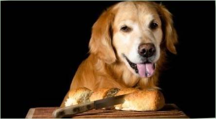 Je možné dať psom chleba a aké lepšie krmivo?