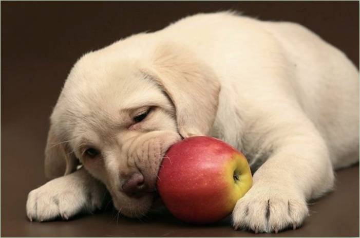 Je možné psov jabĺk a v akom tvare?