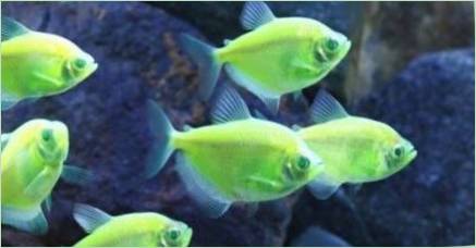 Karamel je Ternation: Aquarium obsah rýb a starostlivosť o neho