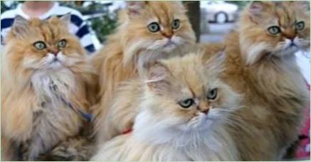 Koľko perzských mačiek žije?