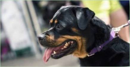 Koľko Rottweilers žiť a čo záleží?