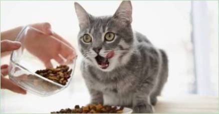 Koľkokrát denne je potrebné kŕmiť mačku a to, čo závisí?