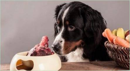 Kosti pre psov: Čo môžem dať a čo nemôžete kŕmiť?