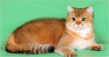 Škótske mačky Zlatá farba: Charakteristika a vlastnosti starostlivosti