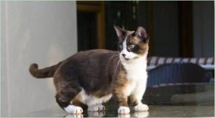 Macchin: Popis mačiek, typov a údržby